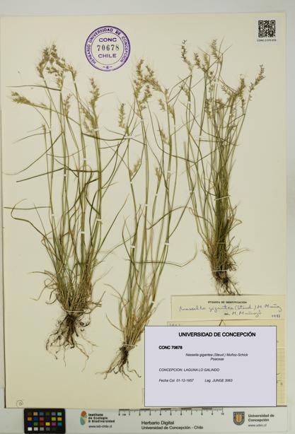 Nassella gigantea [Espécimen: UDEC:CONC:0070678]