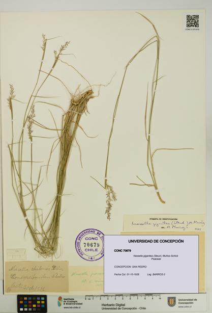 Nassella gigantea [Espécimen: UDEC:CONC:0070679]