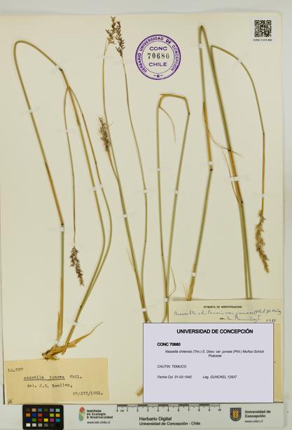 Nassella chilensis var. juncea [Espécimen: UDEC:CONC:0070680]