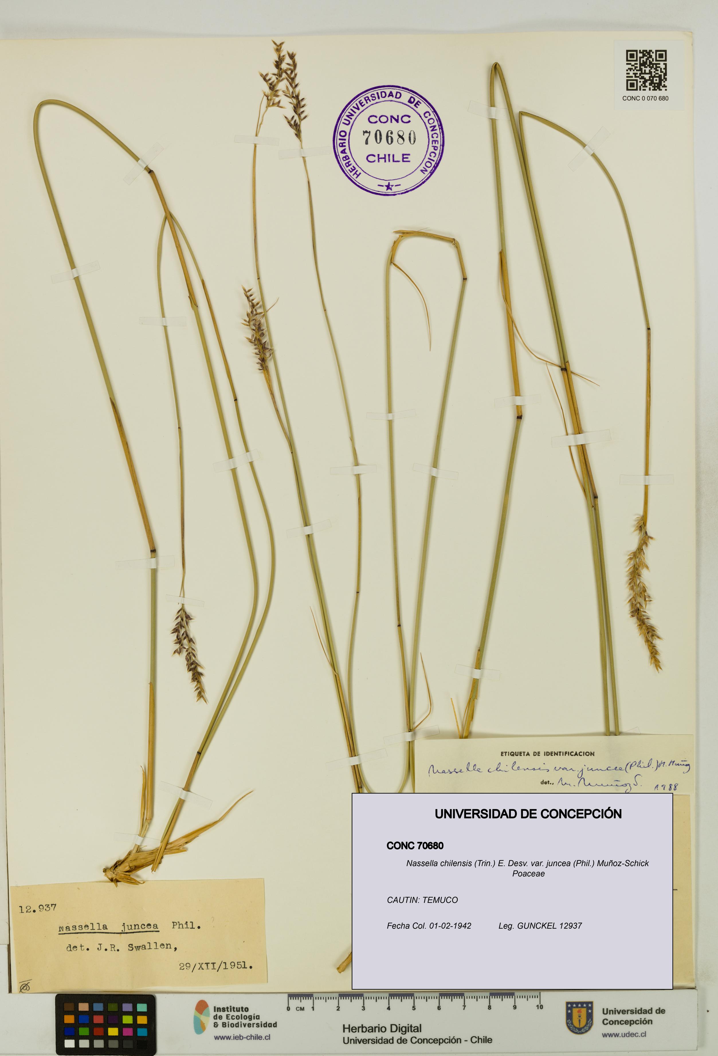 Nassella chilensis var. juncea [Espécimen: UDEC:CONC:0070680]