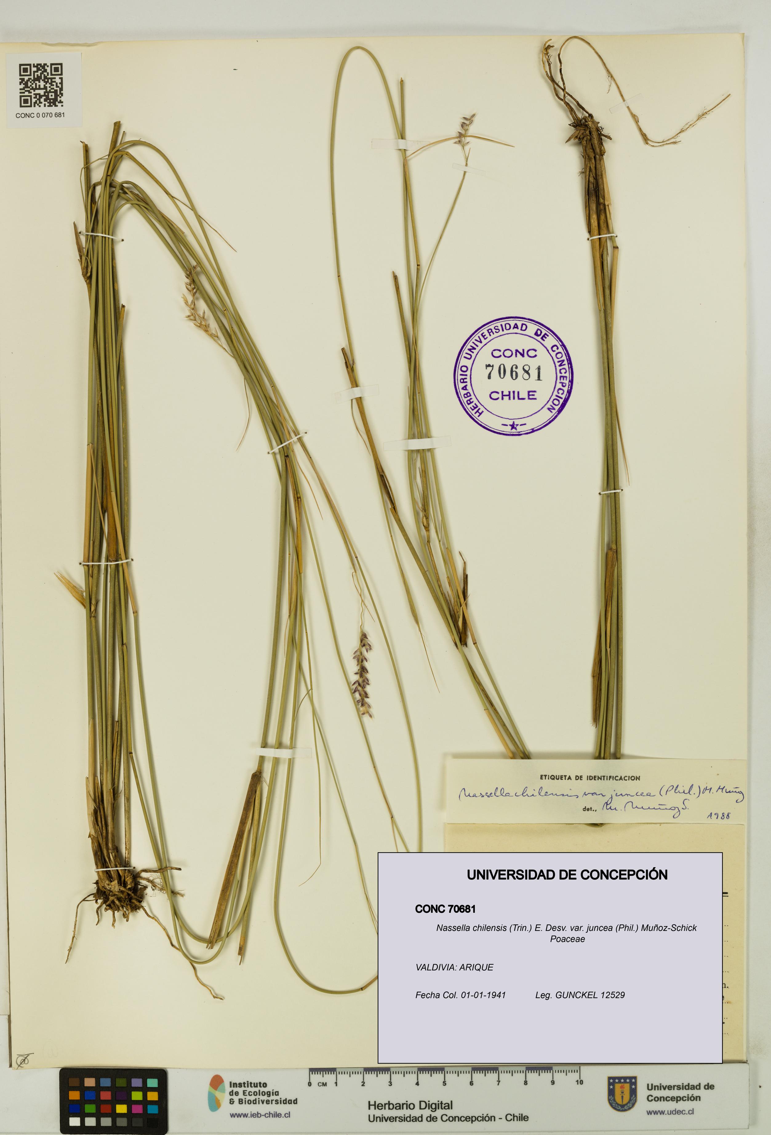 Nassella chilensis var. juncea [Espécimen: UDEC:CONC:0070681]