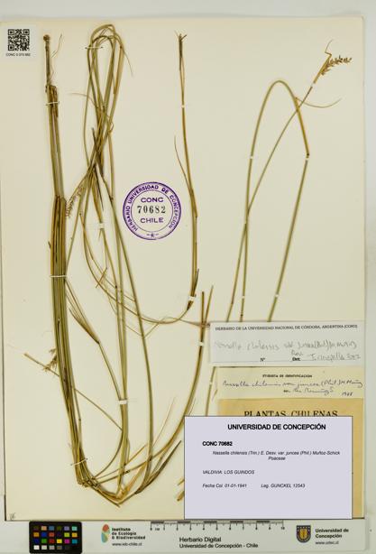 Nassella chilensis var. juncea [Espécimen: UDEC:CONC:0070682]