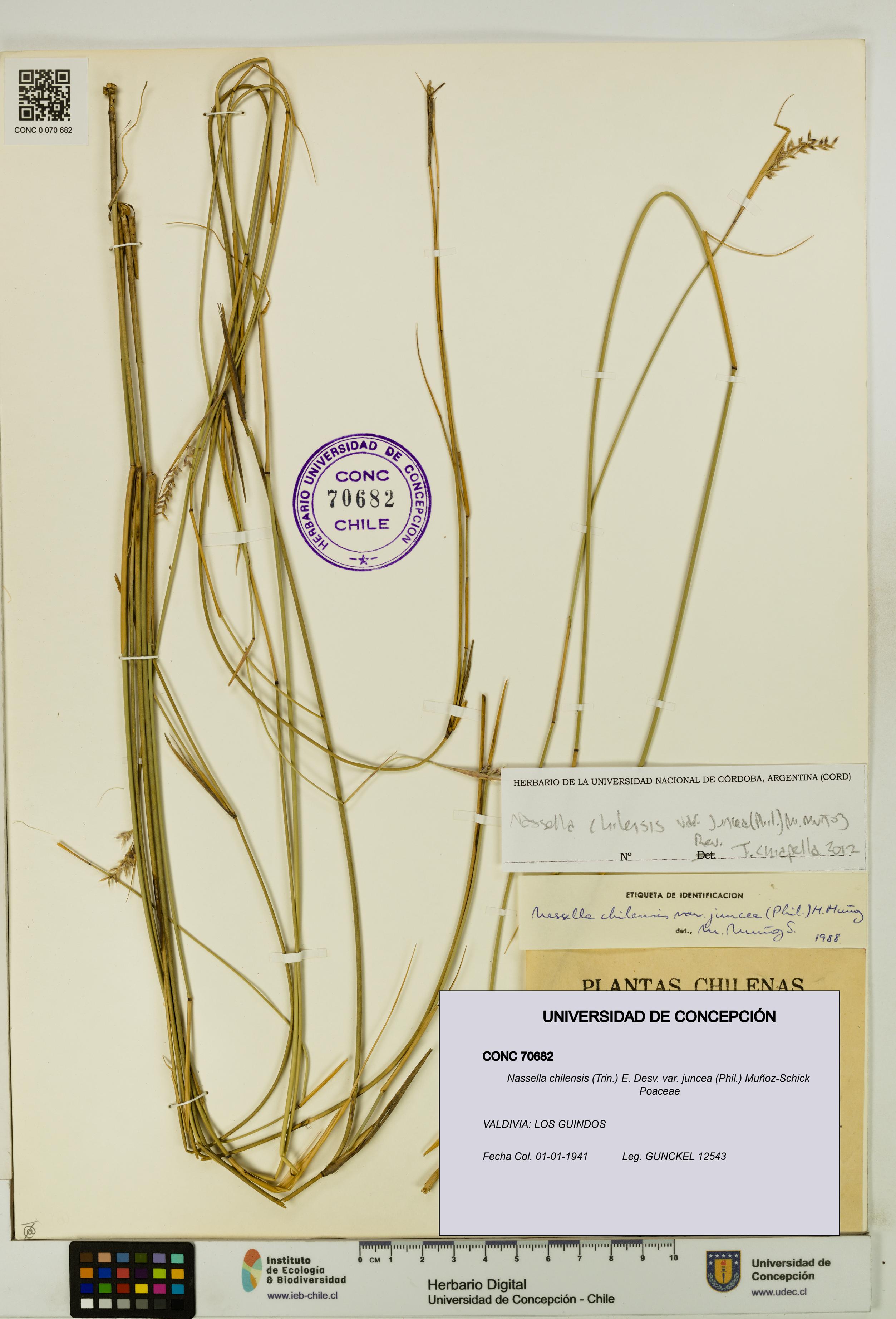 Nassella chilensis var. juncea [Espécimen: UDEC:CONC:0070682]