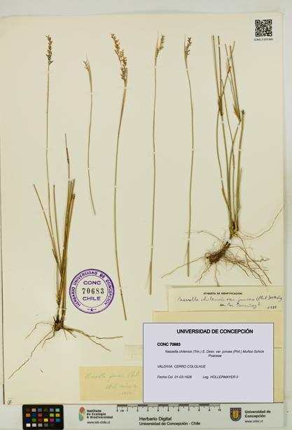 Nassella chilensis var. juncea [Espécimen: UDEC:CONC:0070683]