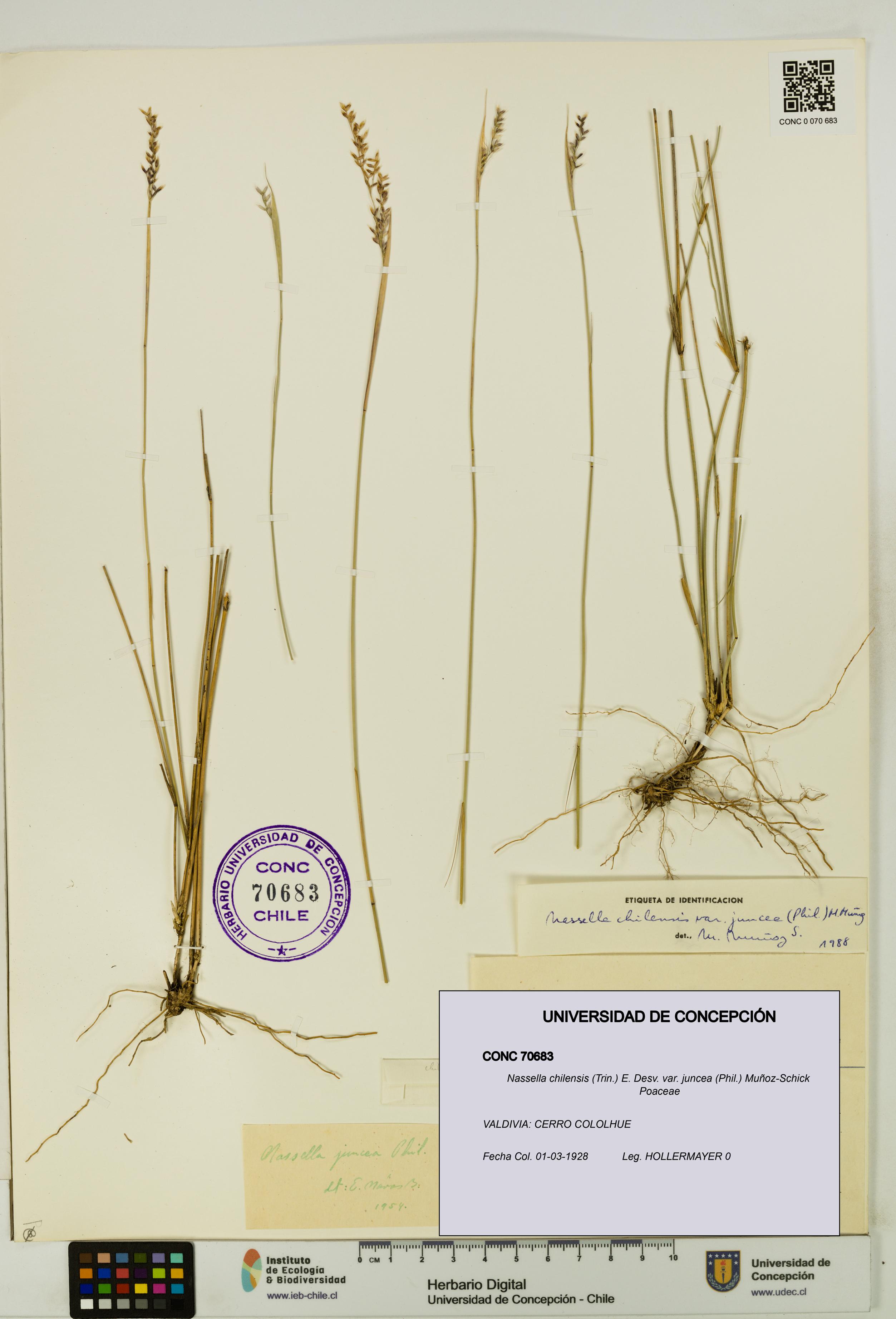 Nassella chilensis var. juncea [Espécimen: UDEC:CONC:0070683]