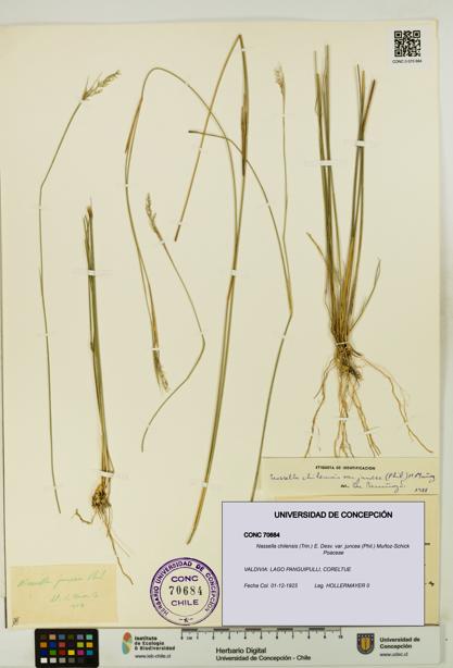 Nassella chilensis var. juncea [Espécimen: UDEC:CONC:0070684]