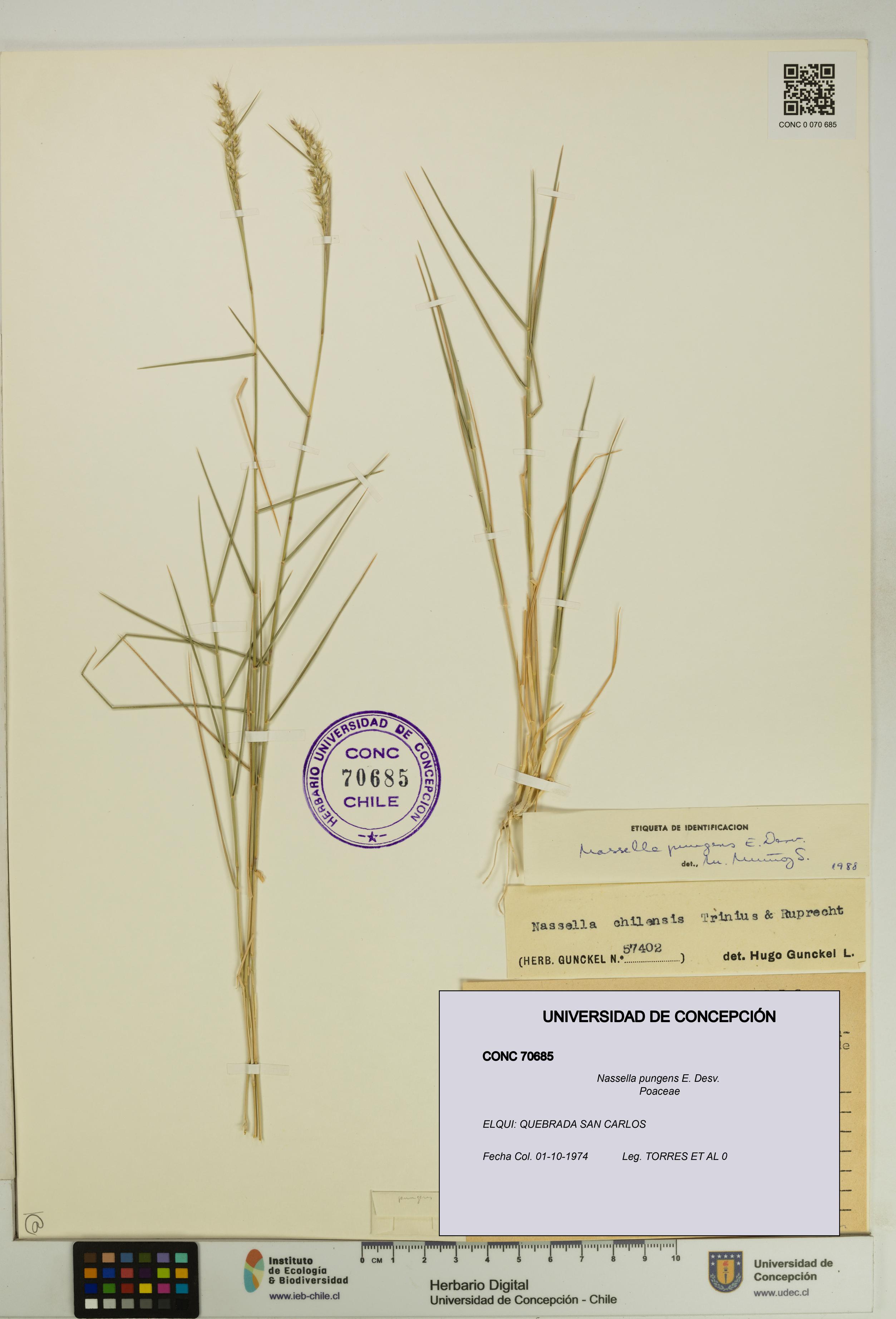 Nassella pungens [Espécimen: UDEC:CONC:0070685]