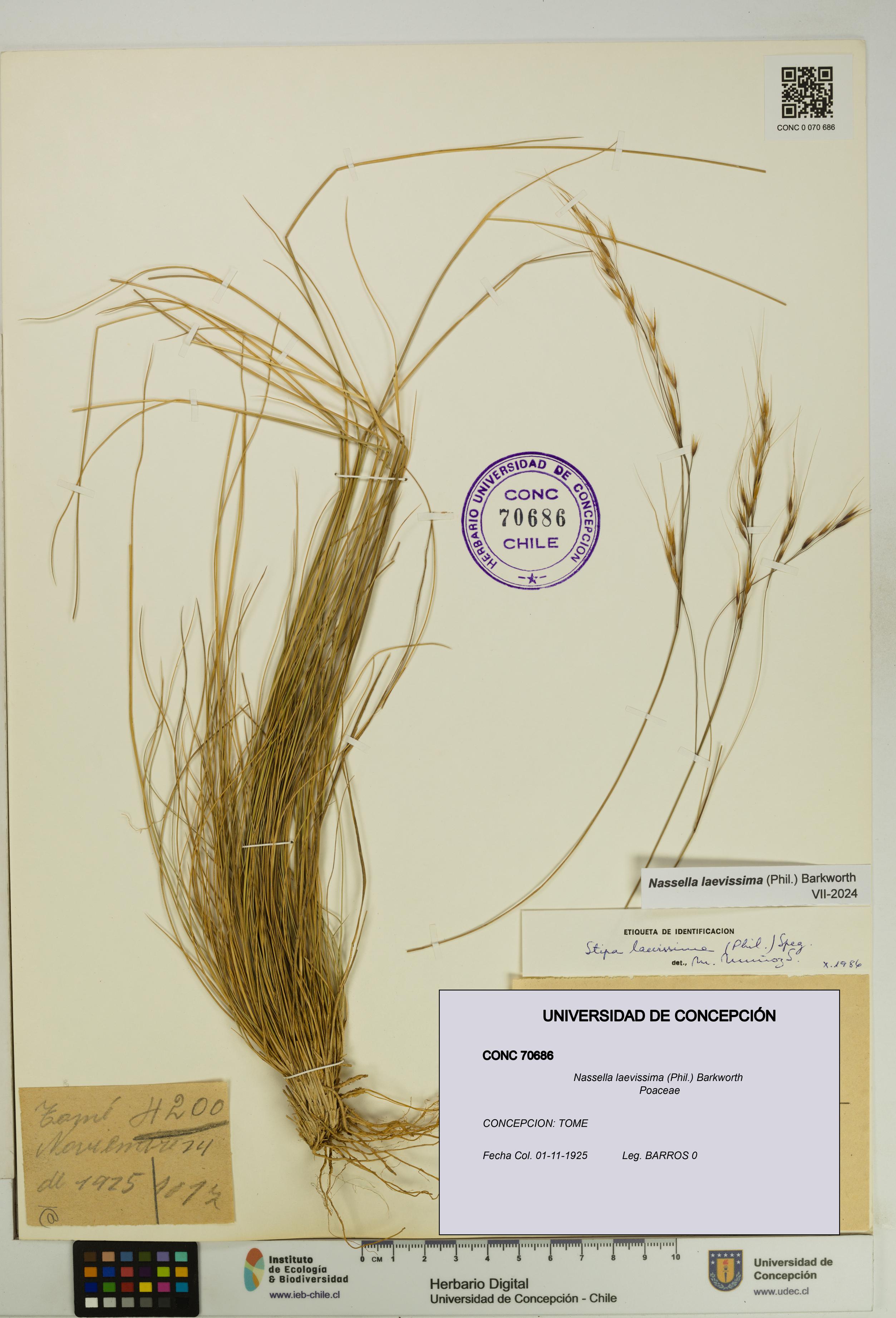 Nassella laevissima [Espécimen: UDEC:CONC:0070686]