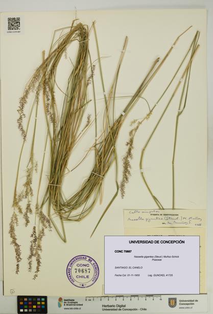 Nassella gigantea [Espécimen: UDEC:CONC:0070687]