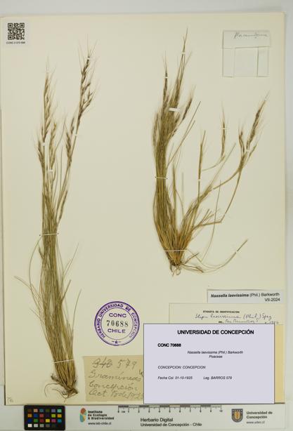 Nassella laevissima [Espécimen: UDEC:CONC:0070688]