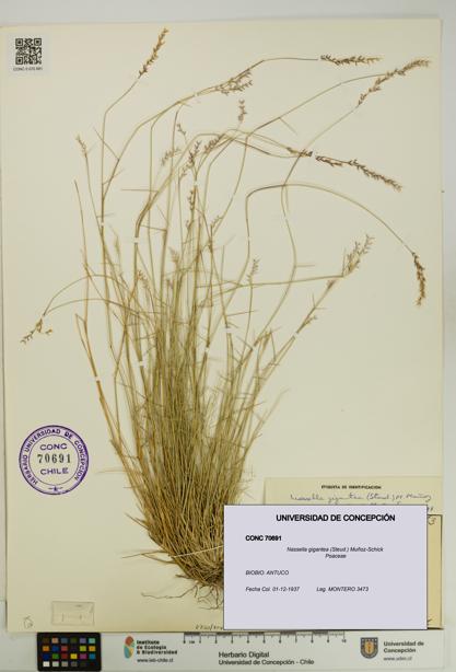 Nassella gigantea [Espécimen: UDEC:CONC:0070691]
