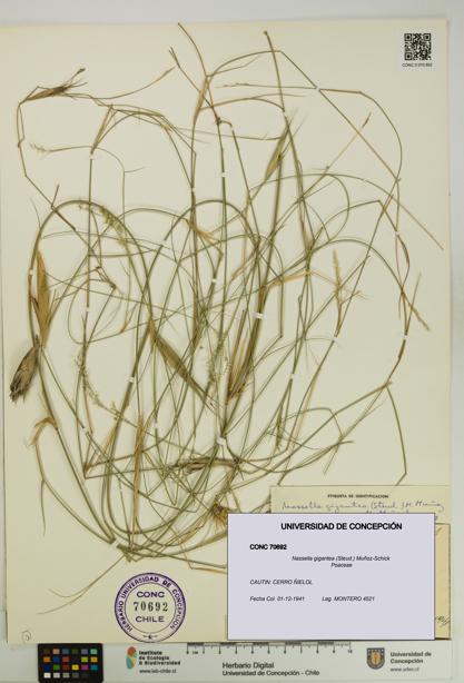 Nassella gigantea [Espécimen: UDEC:CONC:0070692]
