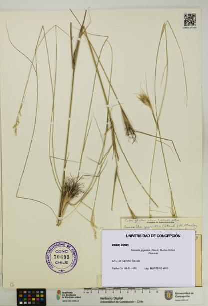Nassella gigantea [Espécimen: UDEC:CONC:0070693]