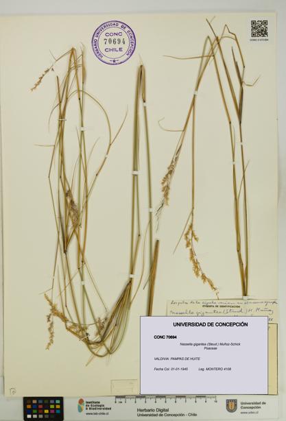Nassella gigantea [Espécimen: UDEC:CONC:0070694]