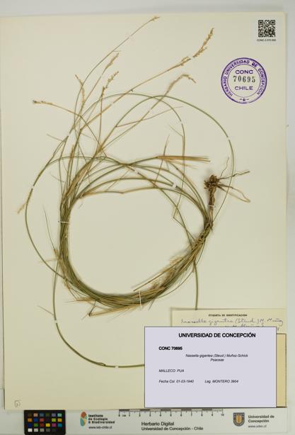 Nassella gigantea [Espécimen: UDEC:CONC:0070695]
