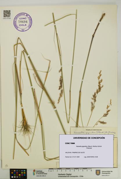 Nassella gigantea [Espécimen: UDEC:CONC:0070696]