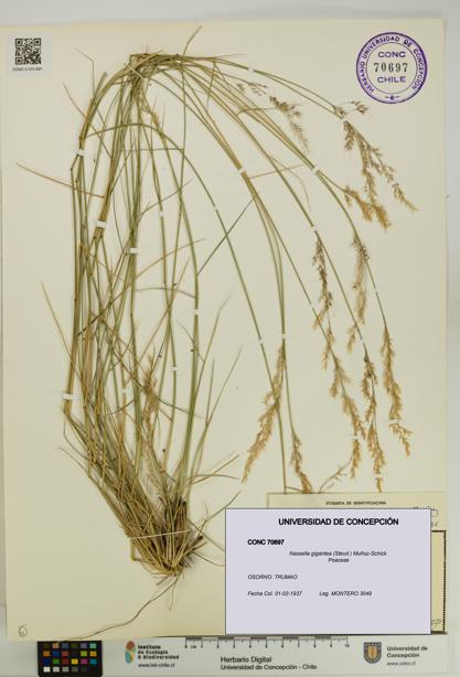 Nassella gigantea [Espécimen: UDEC:CONC:0070697]