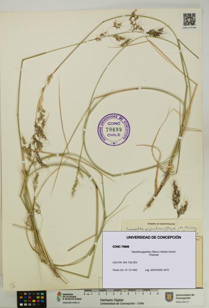 Nassella gigantea [Espécimen: UDEC:CONC:0070699]