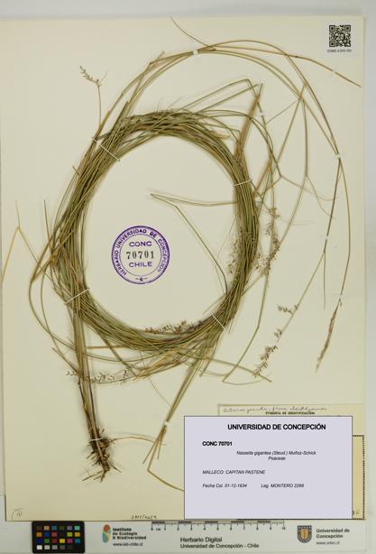 Nassella gigantea [Espécimen: UDEC:CONC:0070701]