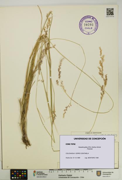 Nassella gibba [Espécimen: UDEC:CONC:0070702]