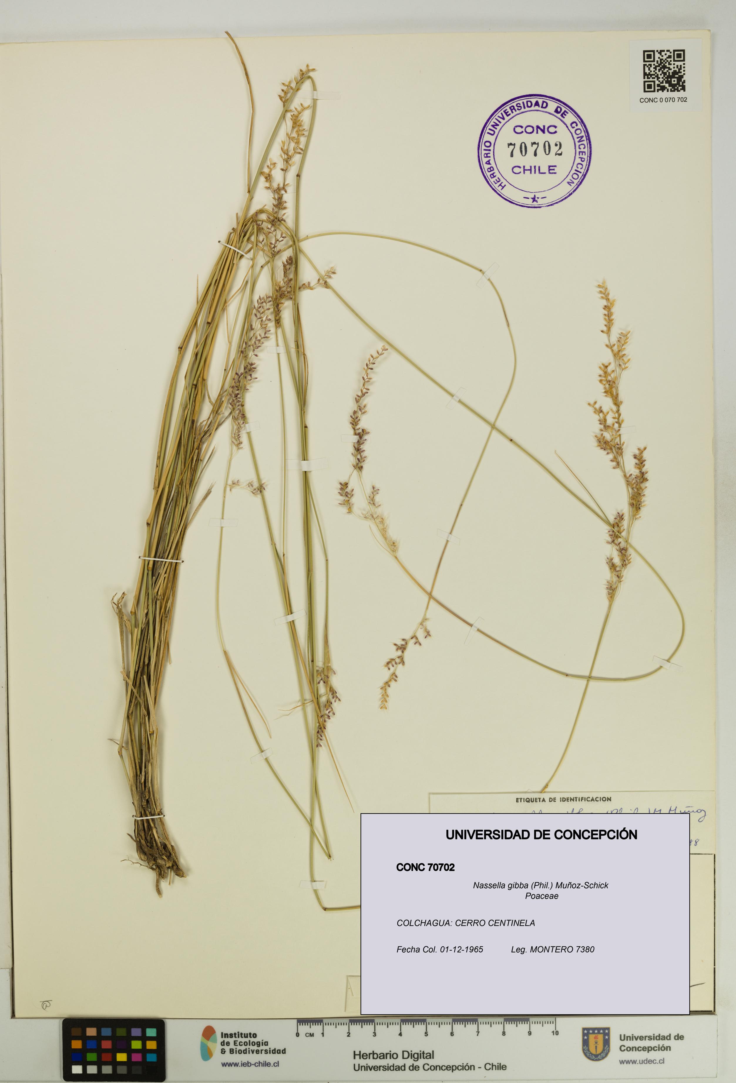 Nassella gibba [Espécimen: UDEC:CONC:0070702]