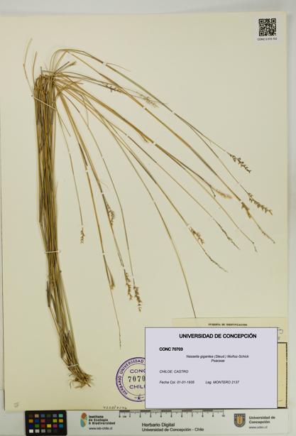 Nassella gigantea [Espécimen: UDEC:CONC:0070703]