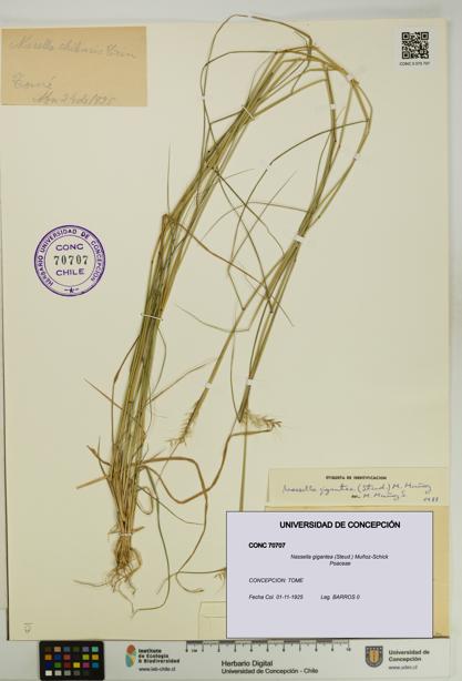 Nassella gigantea [Espécimen: UDEC:CONC:0070707]