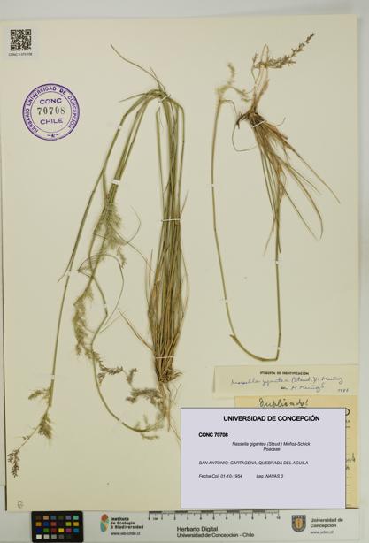Nassella gigantea [Espécimen: UDEC:CONC:0070708]