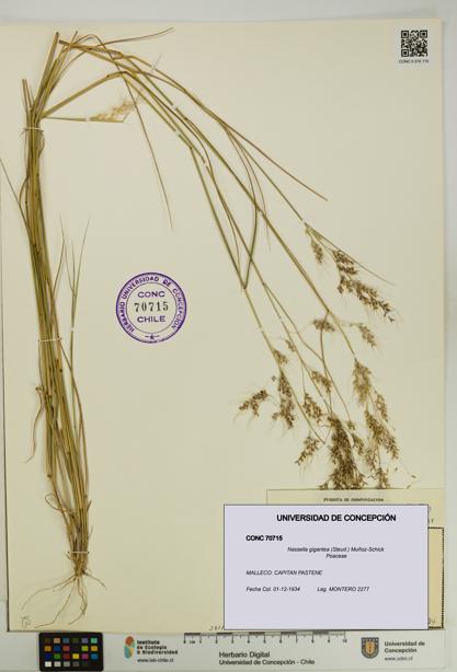Nassella gigantea [Espécimen: UDEC:CONC:0070715]