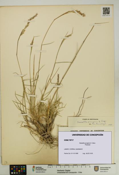 Nassella pungens [Espécimen: UDEC:CONC:0070717]