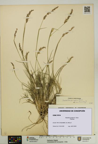 Nassella pungens [Espécimen: UDEC:CONC:0070719]