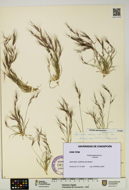 Aristida adscensionis [Espécimen: UDEC:CONC:0070789]