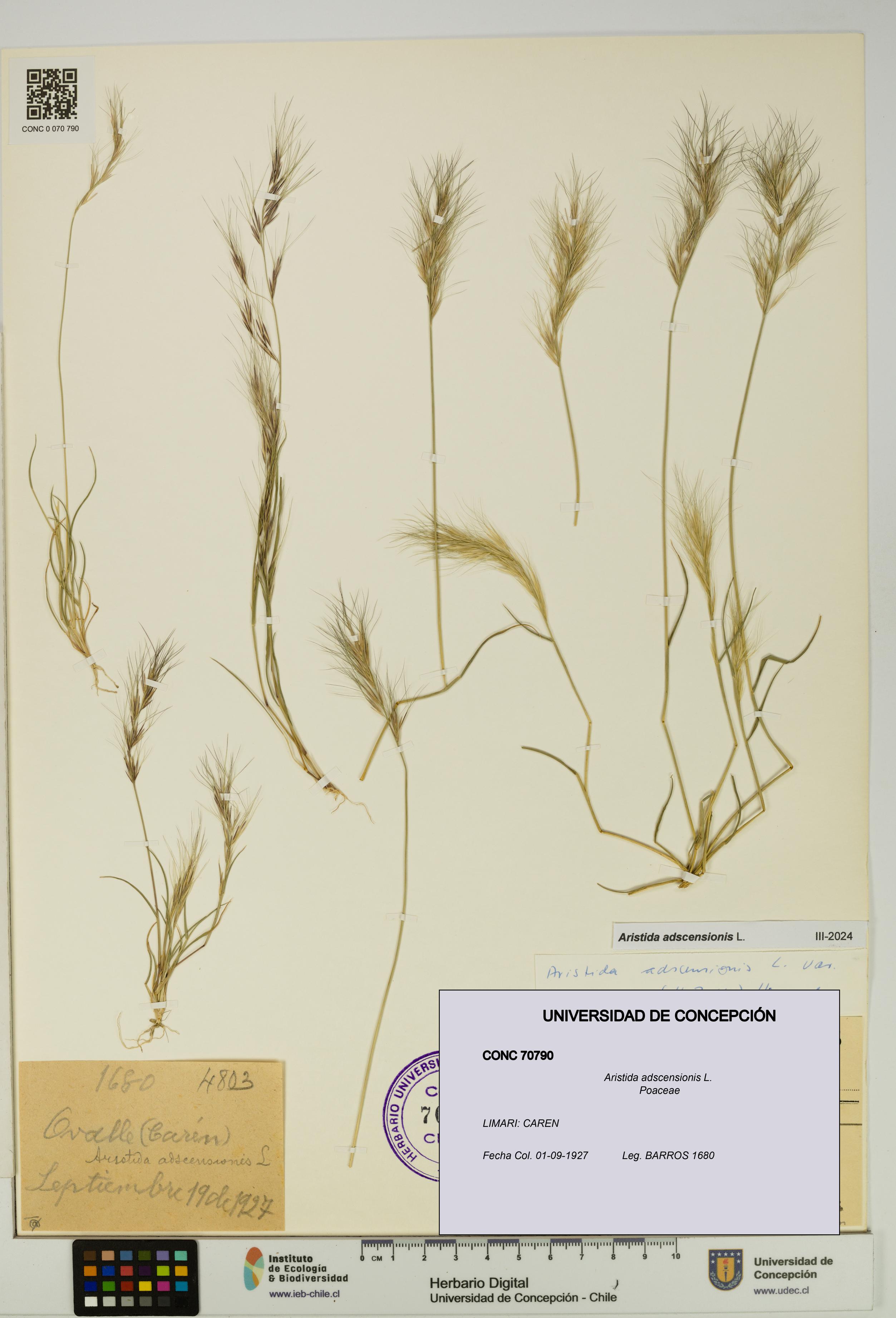 Aristida adscensionis [Espécimen: UDEC:CONC:0070790]