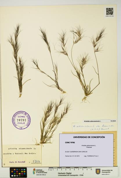 Aristida adscensionis [Espécimen: UDEC:CONC:0070792]