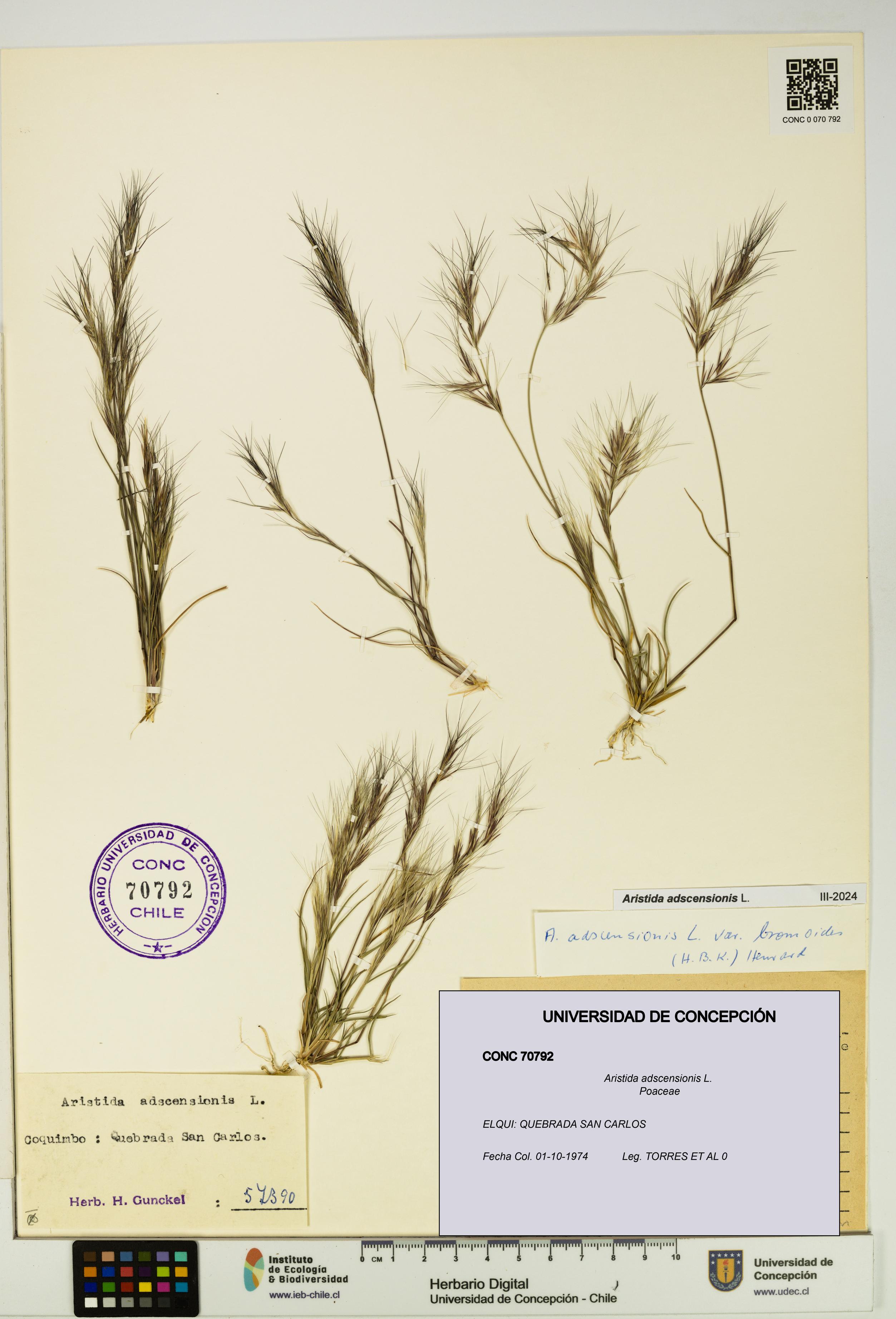 Aristida adscensionis [Espécimen: UDEC:CONC:0070792]