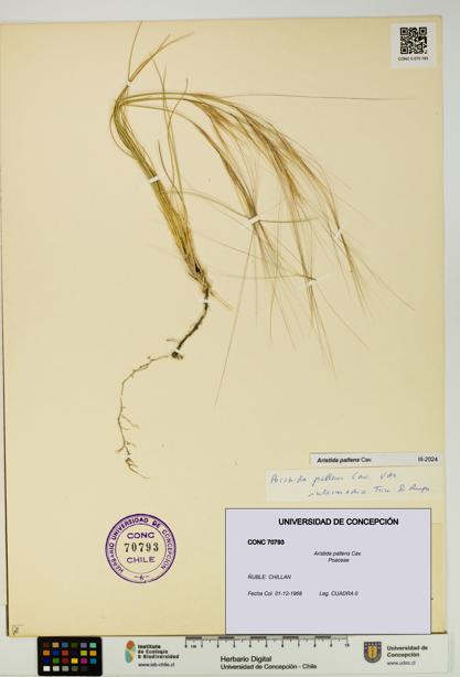 Aristida pallens [Espécimen: UDEC:CONC:0070793]