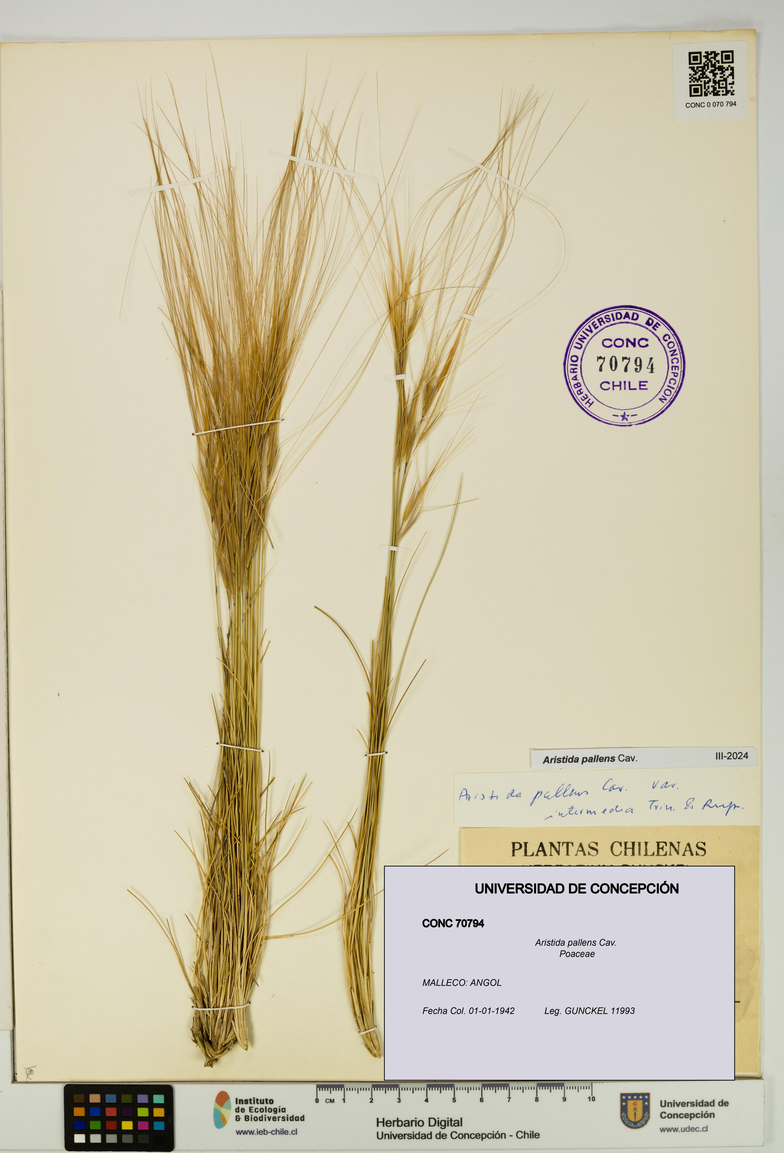 Aristida pallens [Espécimen: UDEC:CONC:0070794]