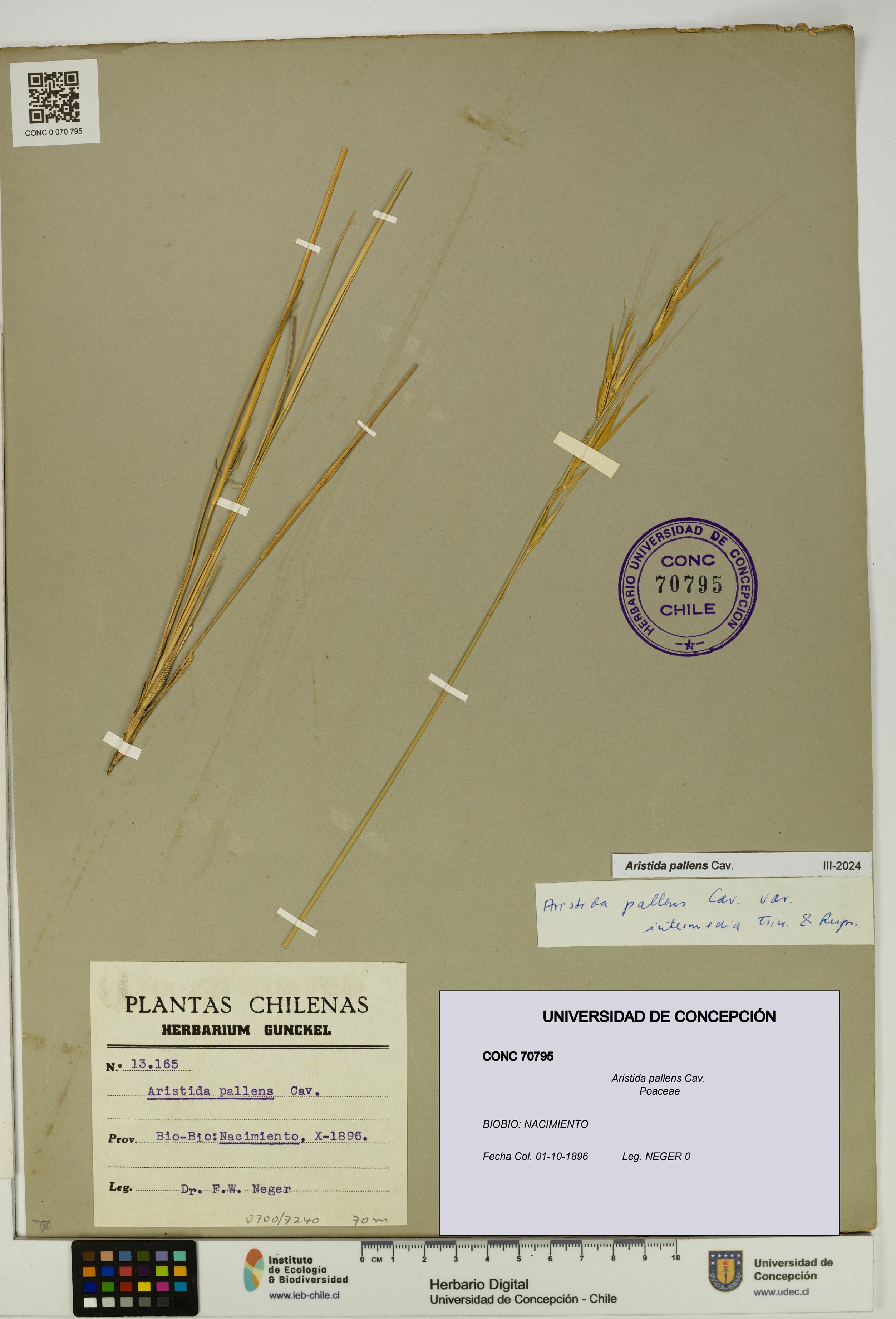 Aristida pallens [Espécimen: UDEC:CONC:0070795]