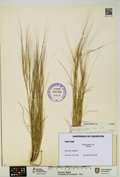 Aristida pallens [Espécimen: UDEC:CONC:0070796]