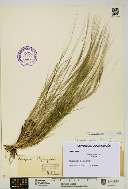 Aristida pallens [Espécimen: UDEC:CONC:0070797]