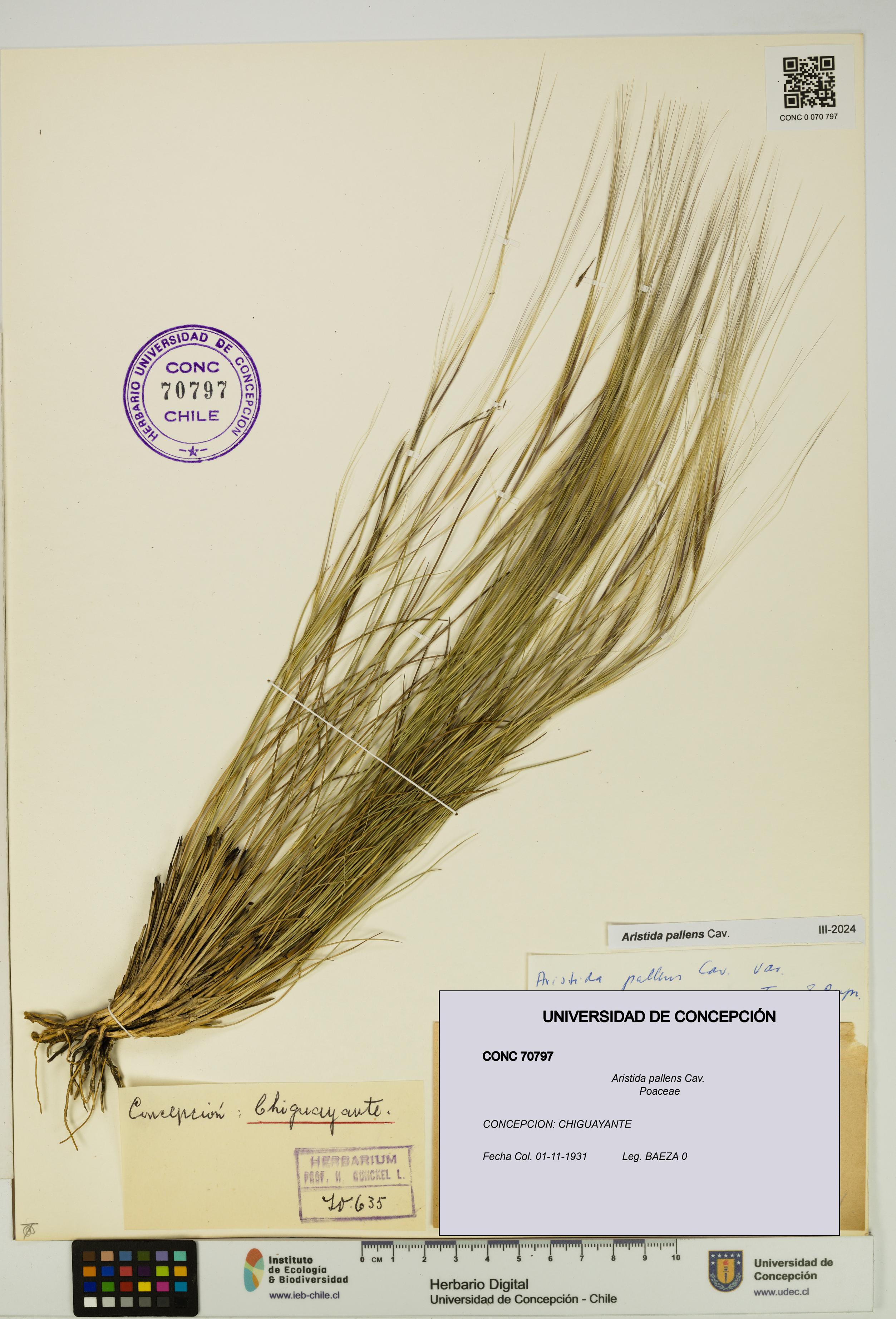 Aristida pallens [Espécimen: UDEC:CONC:0070797]
