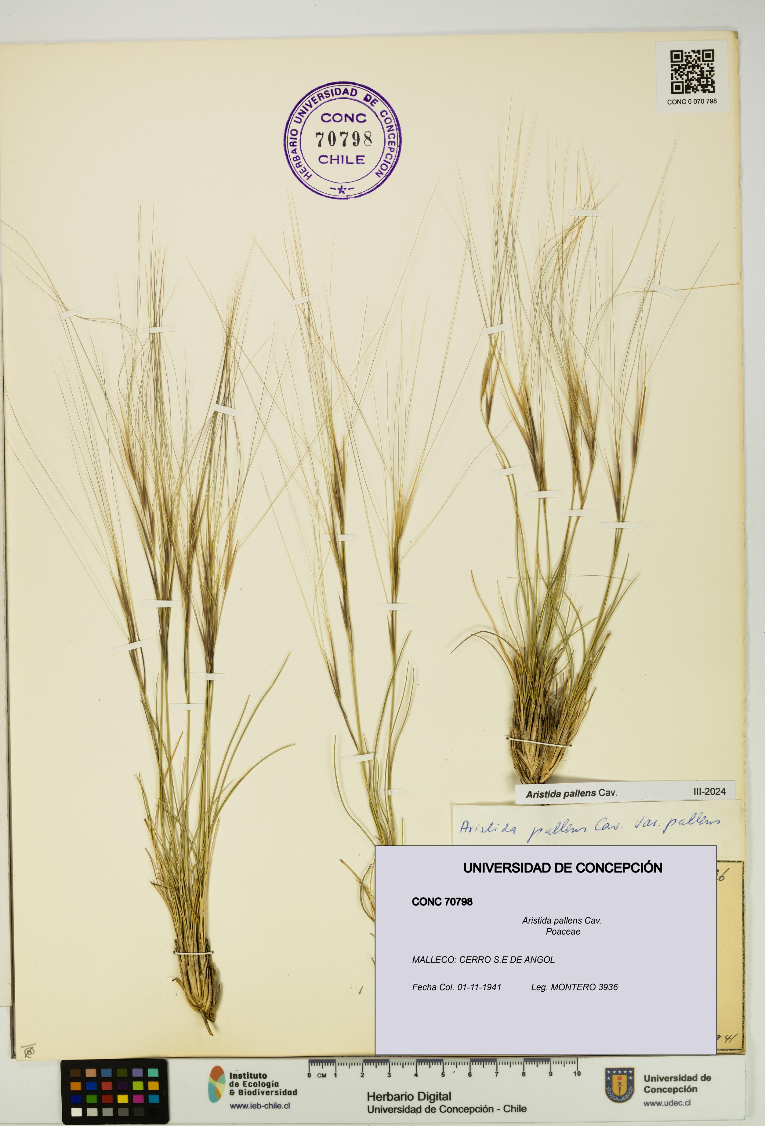Aristida pallens [Espécimen: UDEC:CONC:0070798]