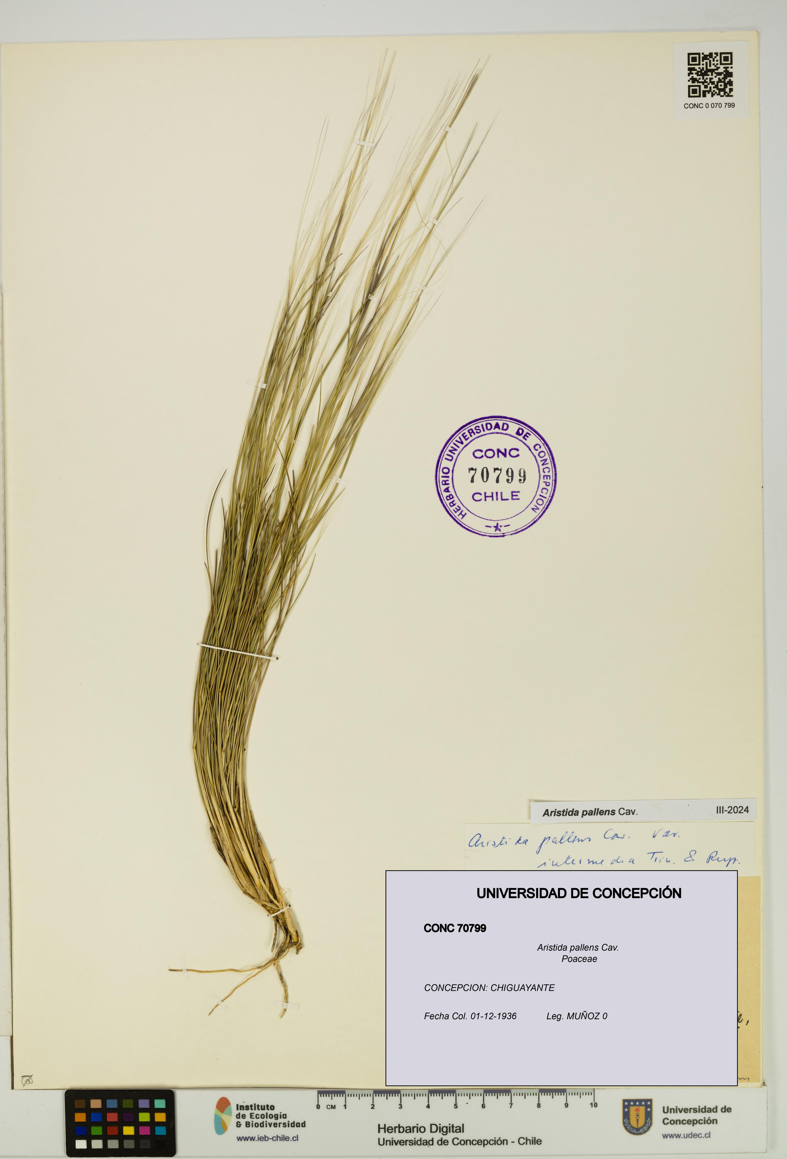 Aristida pallens [Espécimen: UDEC:CONC:0070799]