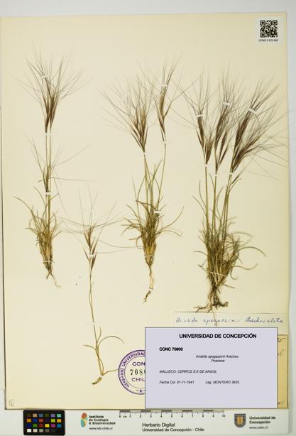 Aristida spegazzinii [Espécimen: UDEC:CONC:0070800]