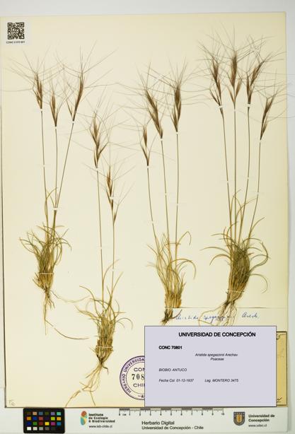 Aristida spegazzinii [Espécimen: UDEC:CONC:0070801]