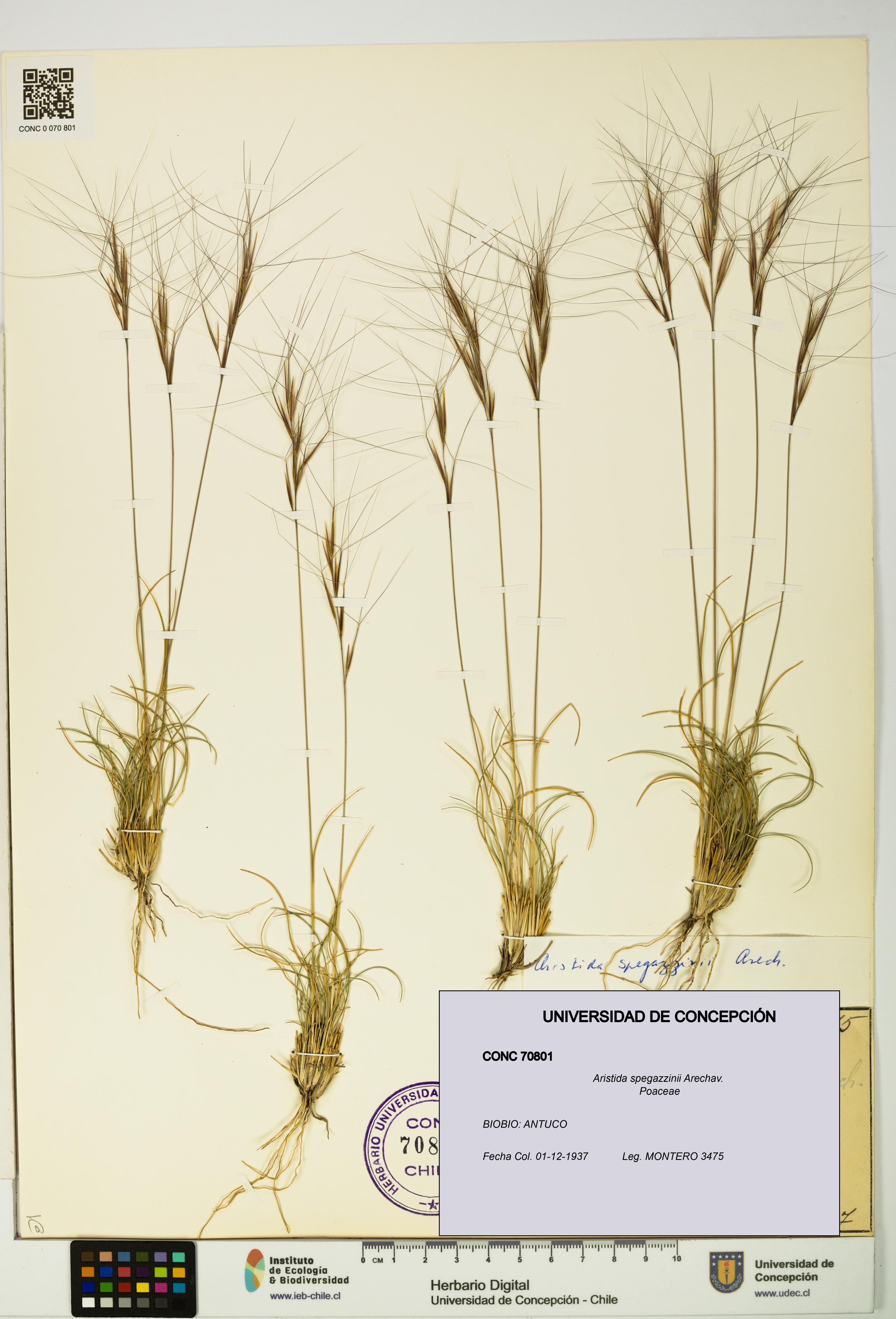 Aristida spegazzinii [Espécimen: UDEC:CONC:0070801]
