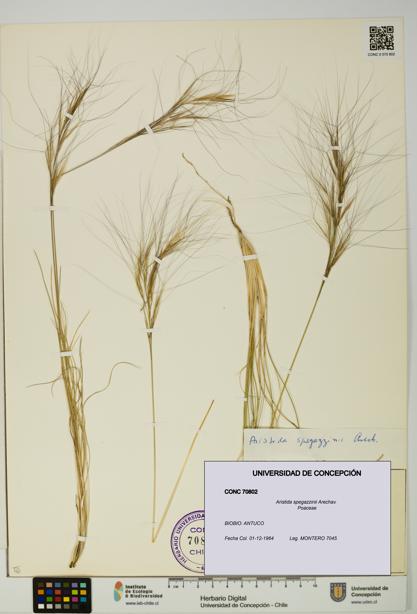 Aristida spegazzinii [Espécimen: UDEC:CONC:0070802]