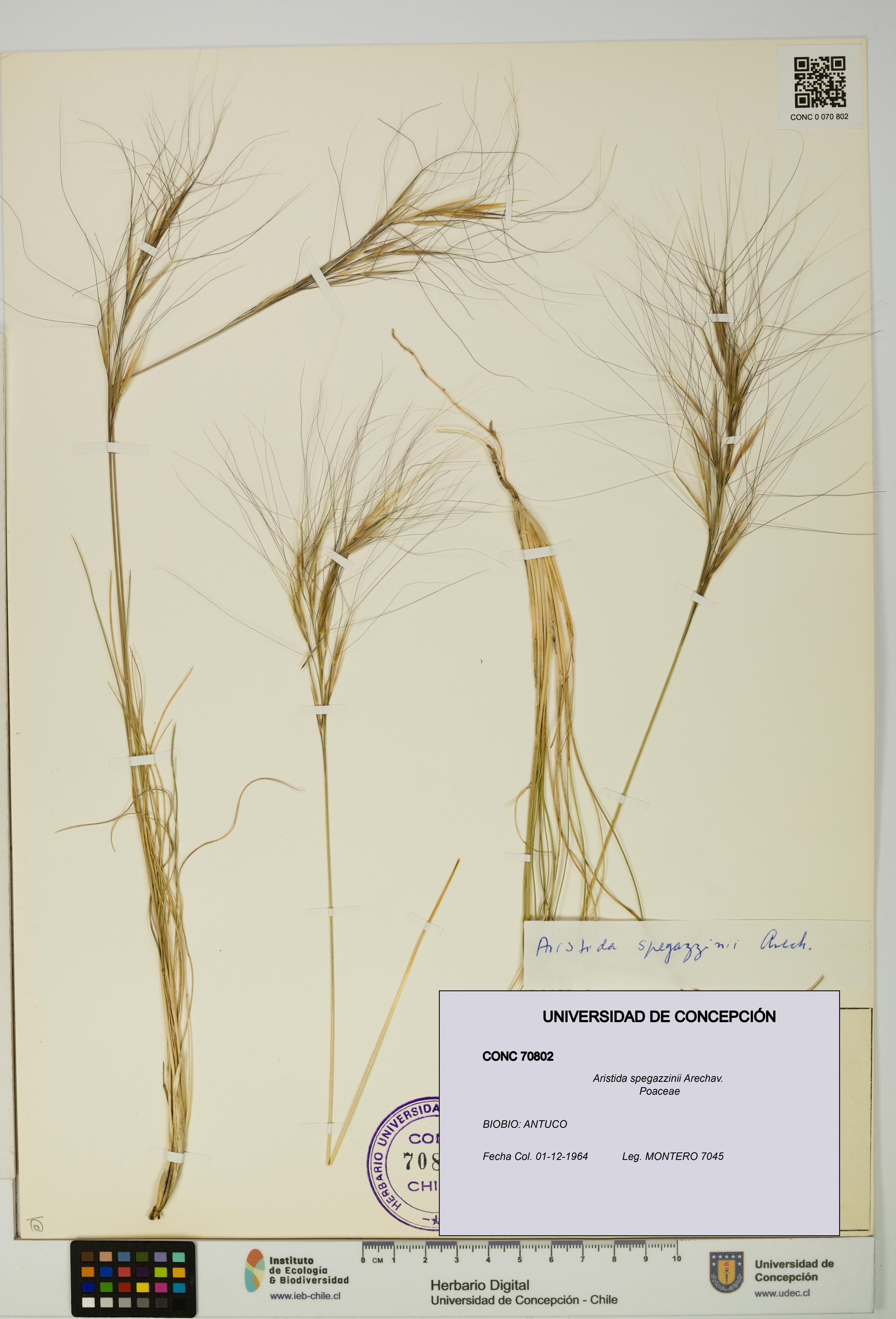 Aristida spegazzinii [Espécimen: UDEC:CONC:0070802]
