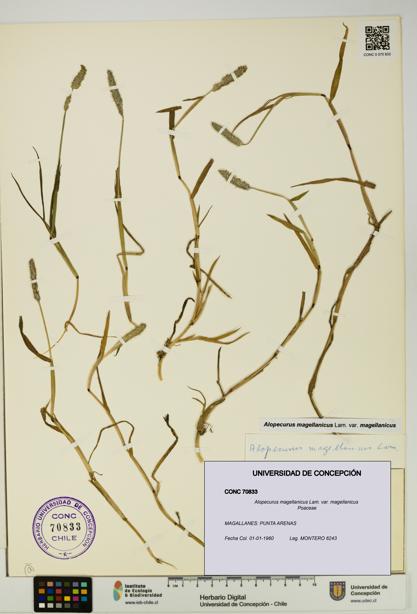 Alopecurus magellanicus var. magellanicus [Espécimen: UDEC:CONC:0070833]