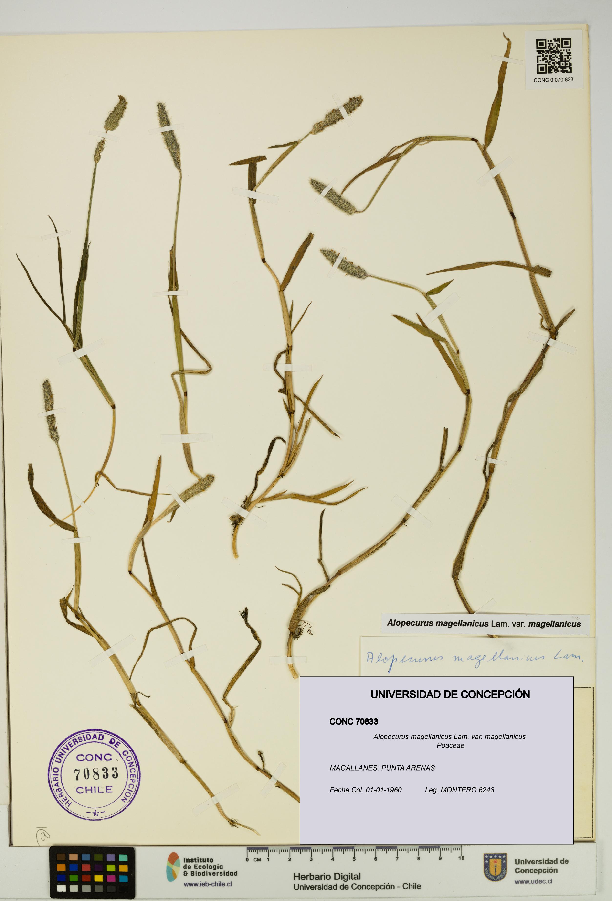 Alopecurus magellanicus var. magellanicus [Espécimen: UDEC:CONC:0070833]